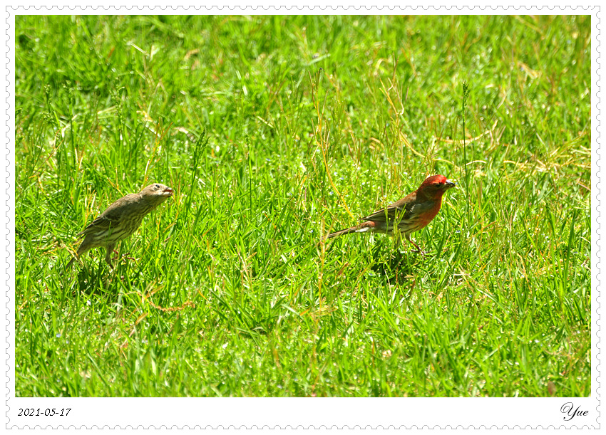 ȸ  house finch nesting