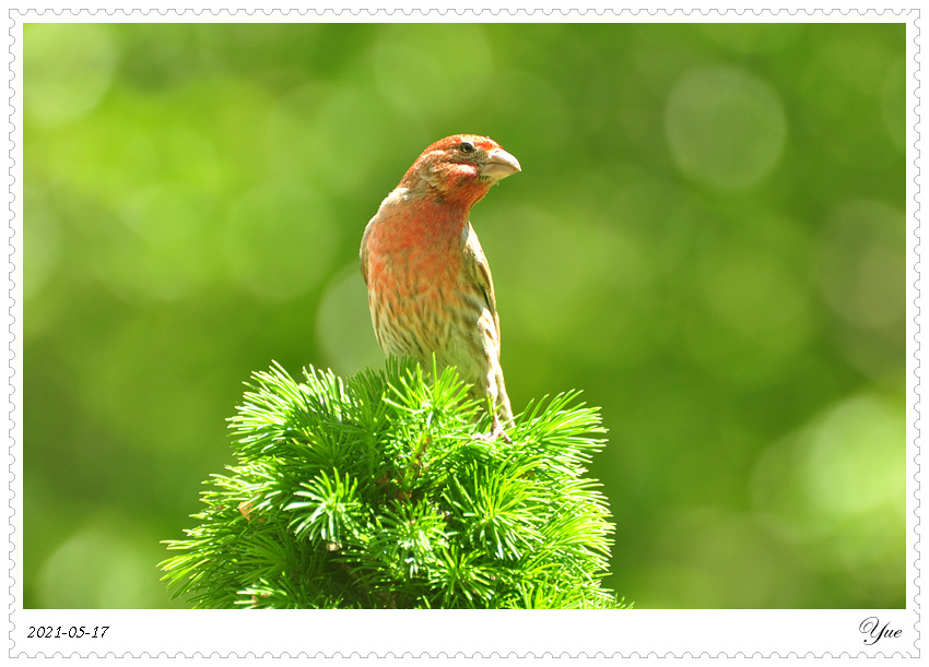 ȸ  house finch male