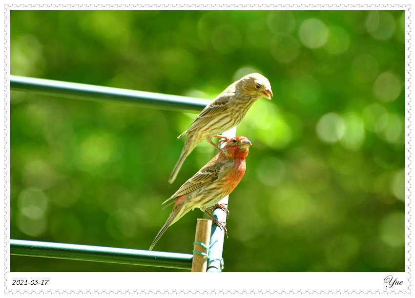 ȸ  house finch