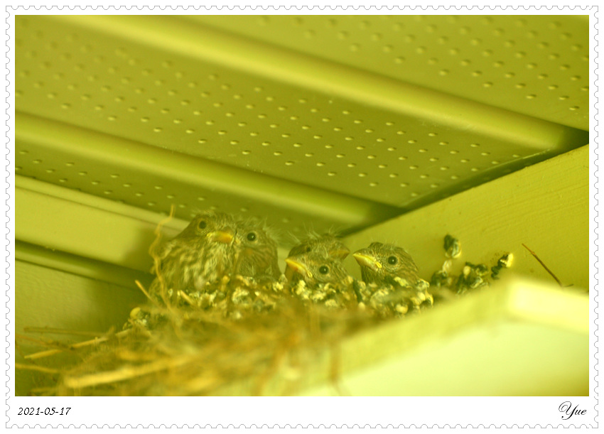 ȸ  house finch nesting