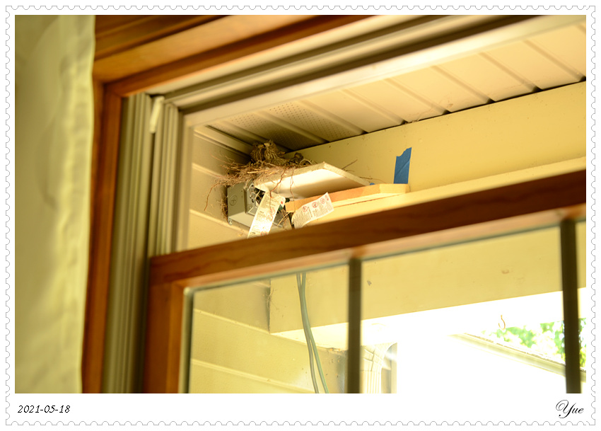 ȸ  house finch nesting