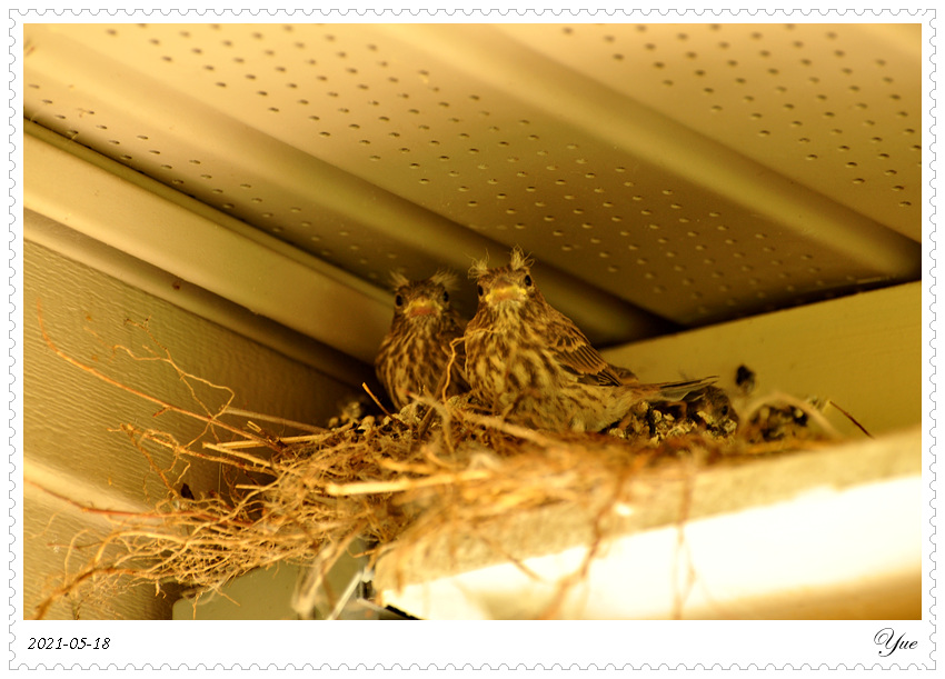 ȸ  house finch nesting