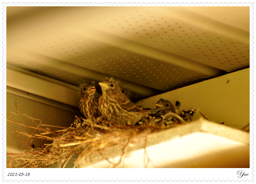 ȸ  house finch nesting
