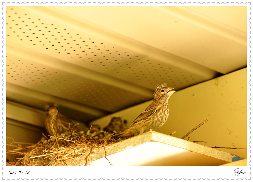 ȸ  house finch nesting