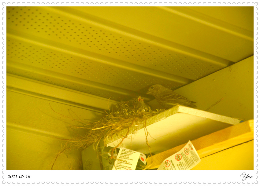 ȸ  house finch nesting