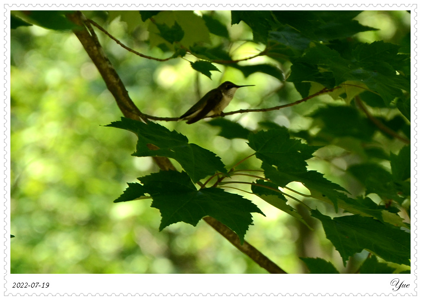 hummingbird