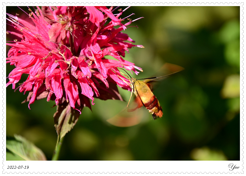 hummingbird moth