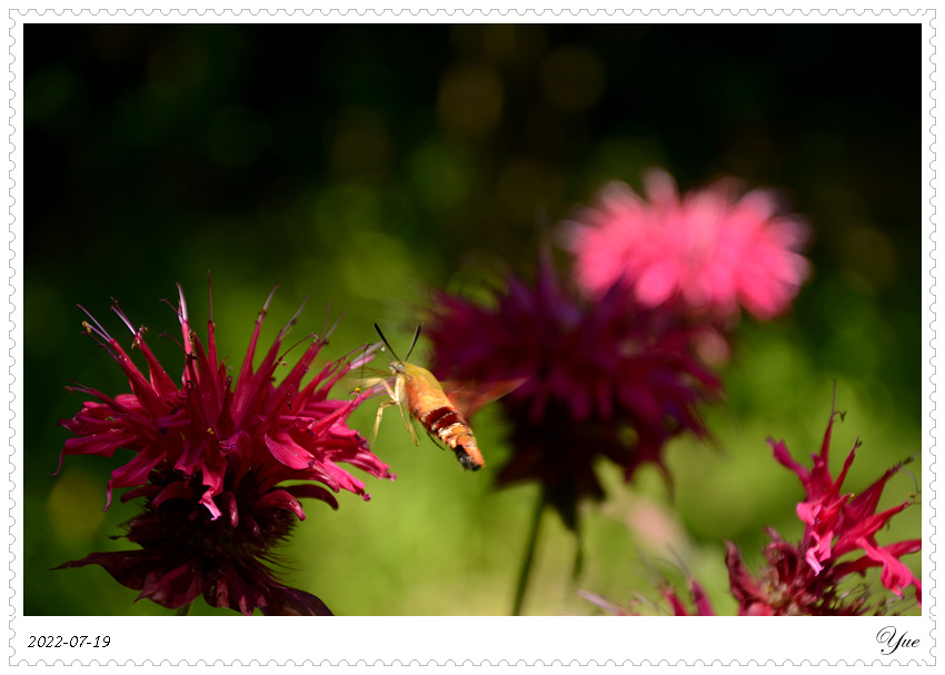 hummingbird moth