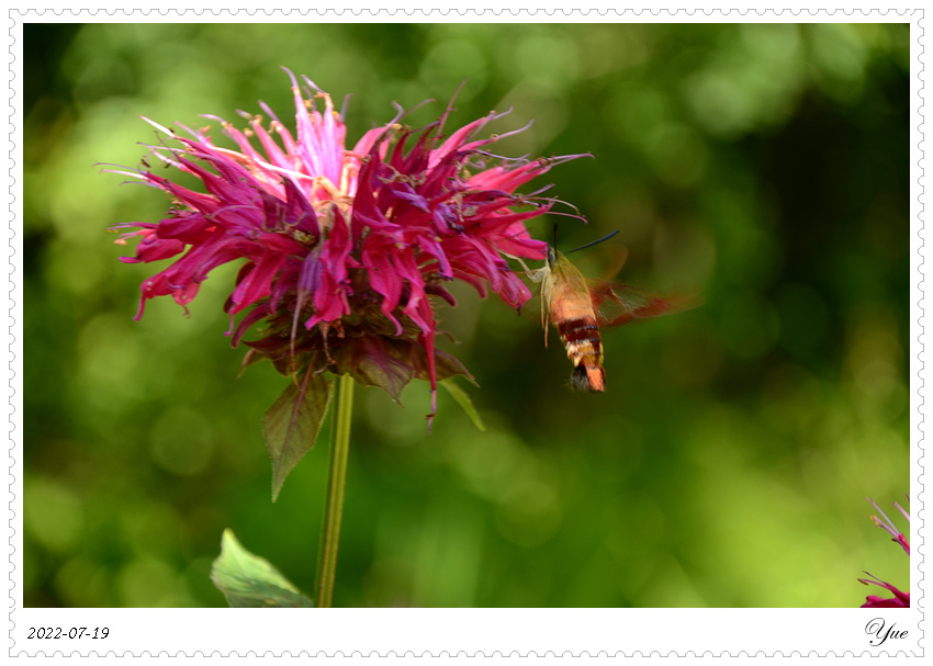 hummingbird moth