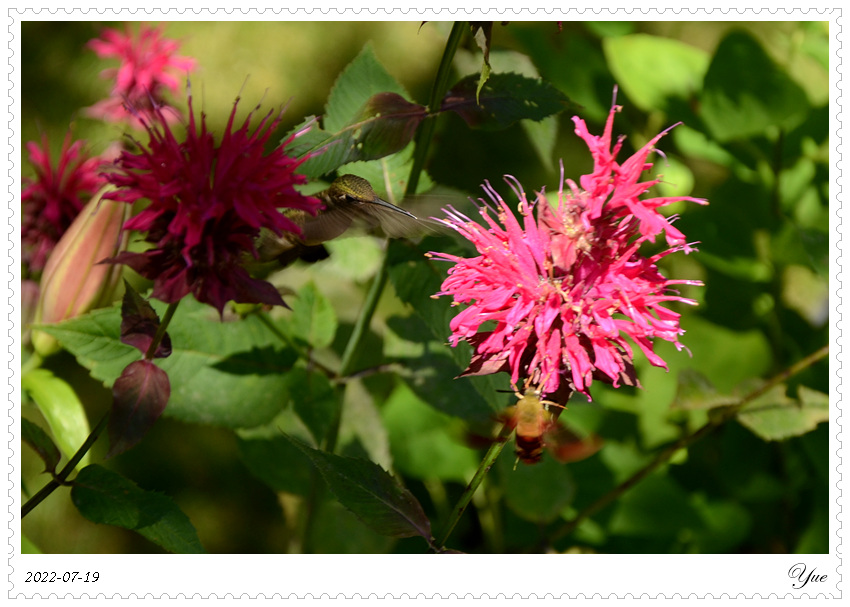 hummingbird, hummingbird moth