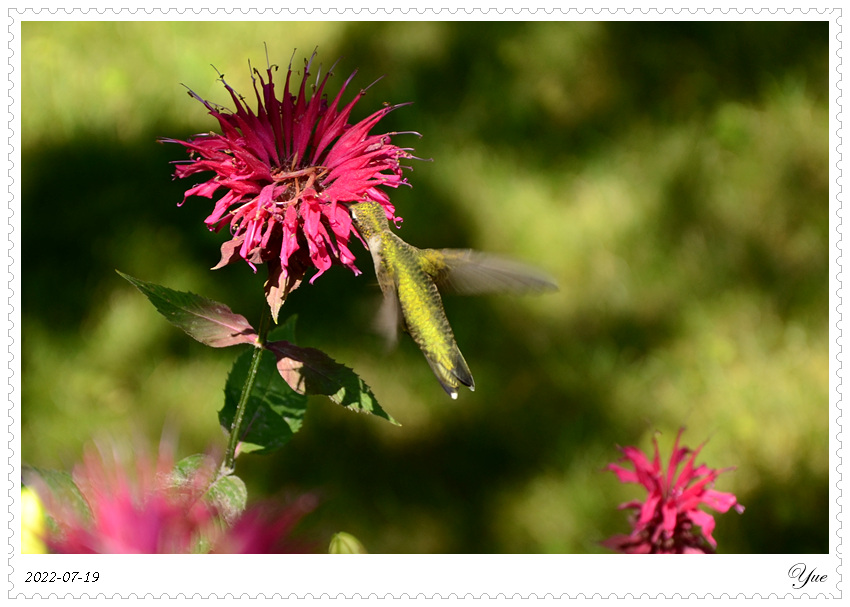 hummingbird