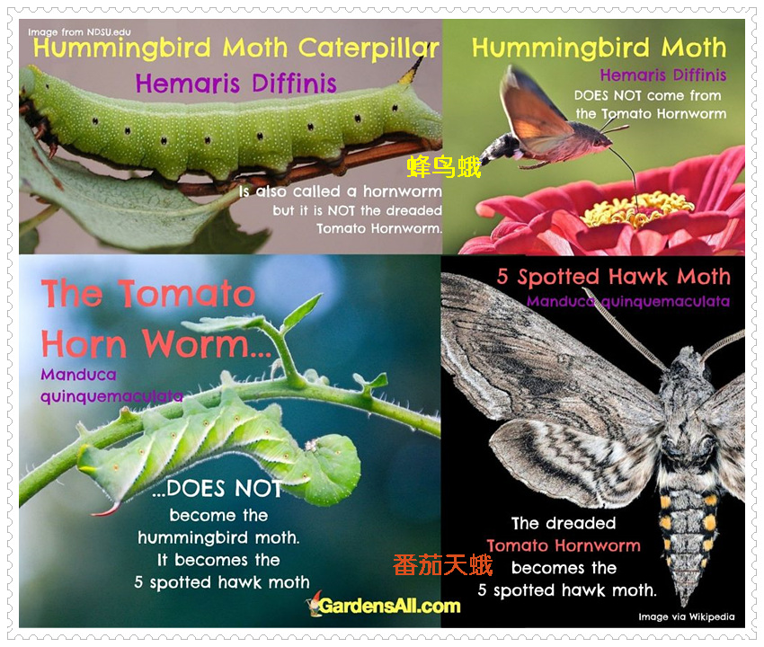 hummingbird, hummingbird moth vs tomato hornworm