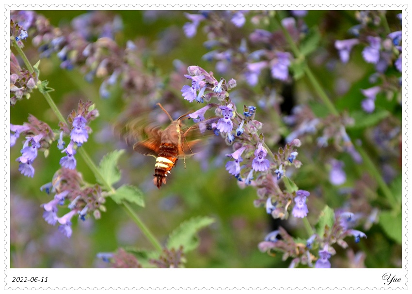 hummingbird moth