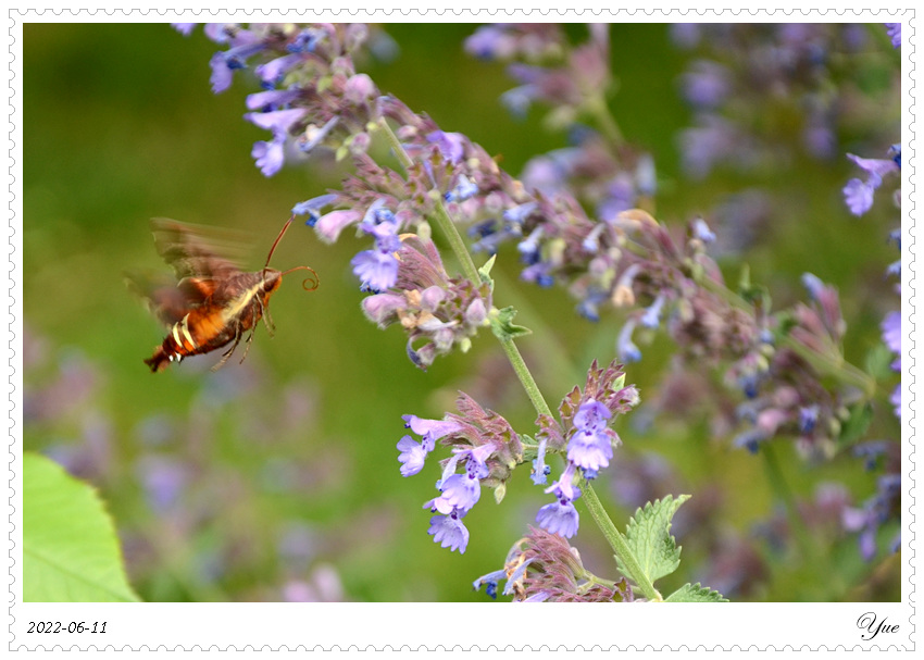 hummingbird moth