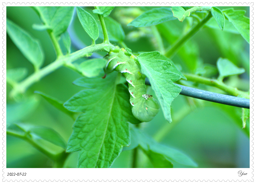 tomato hornworm