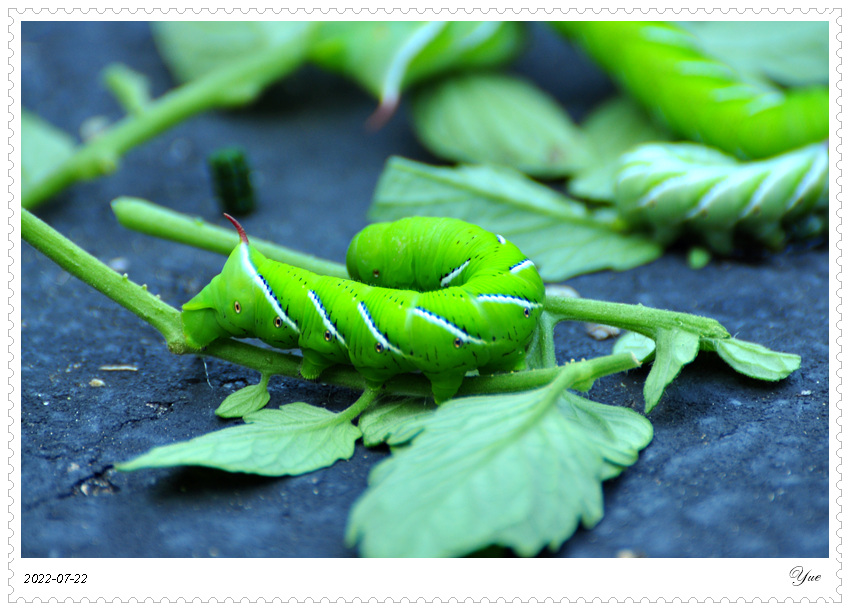 tomato hornworm