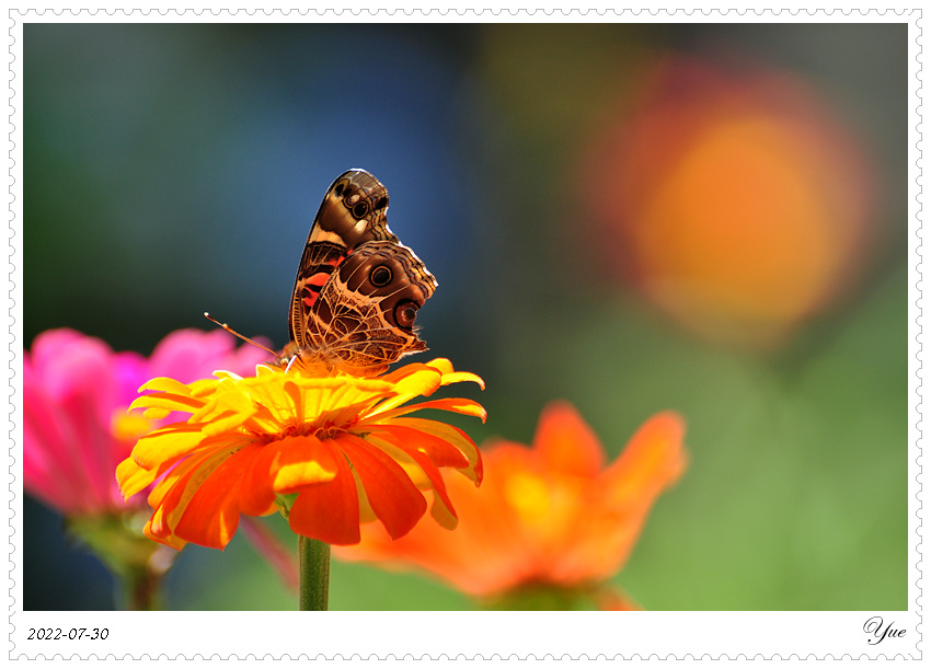 American Lady Butterfly