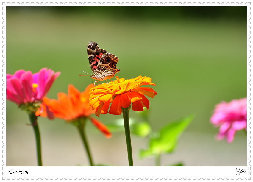 American Lady Butterfly