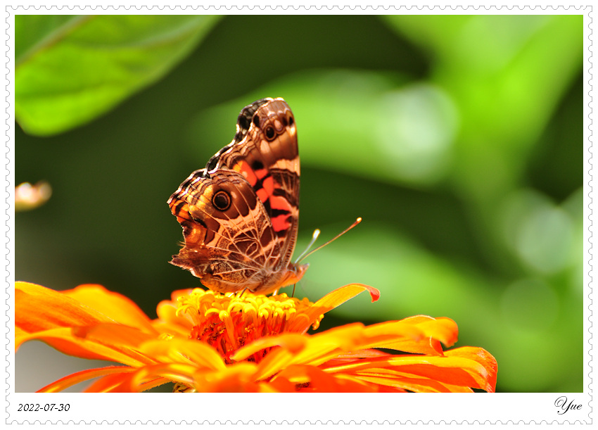 American Lady Butterfly