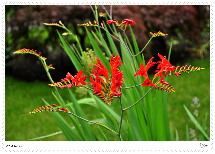 Crocosmia  Lucifer, ǻ