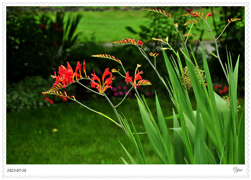 Crocosmia  Lucifer, ǻ