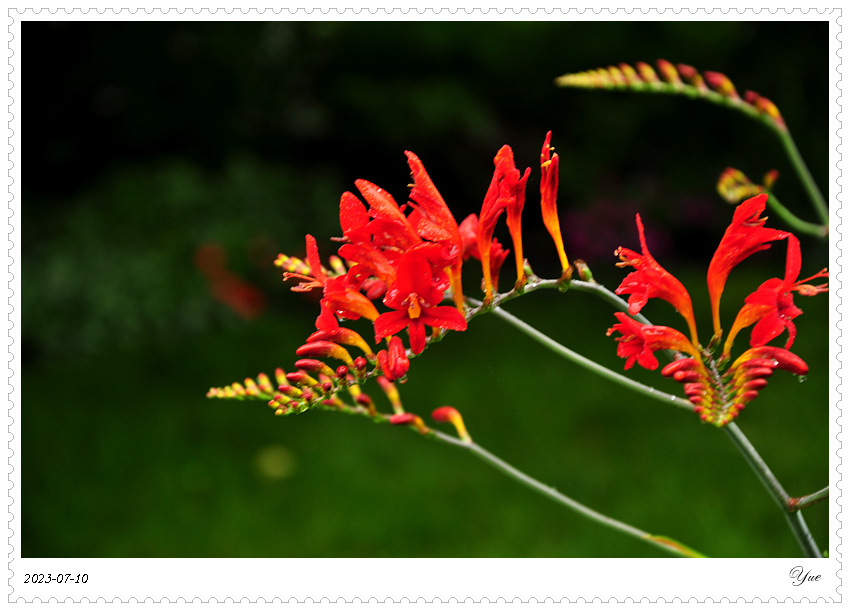 Crocosmia  Lucifer, ǻ