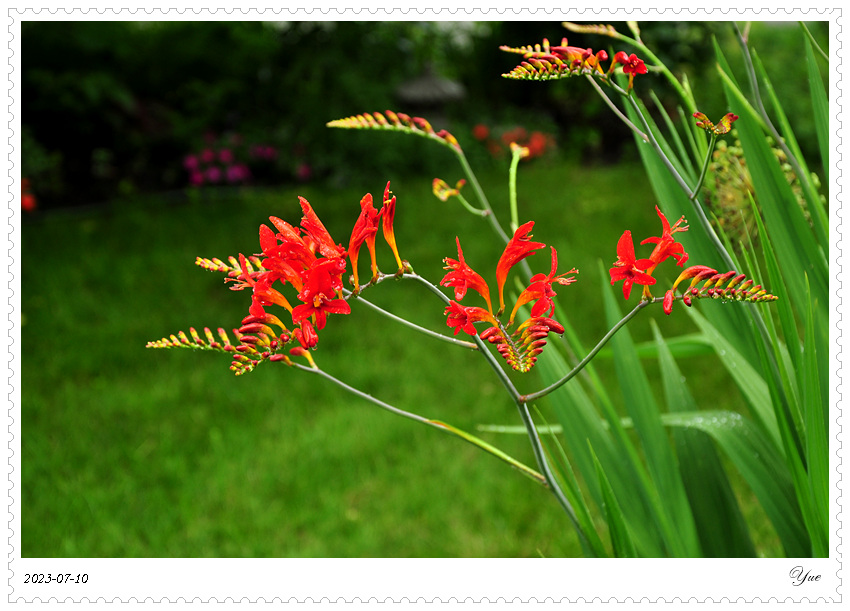 Crocosmia  Lucifer, ǻ