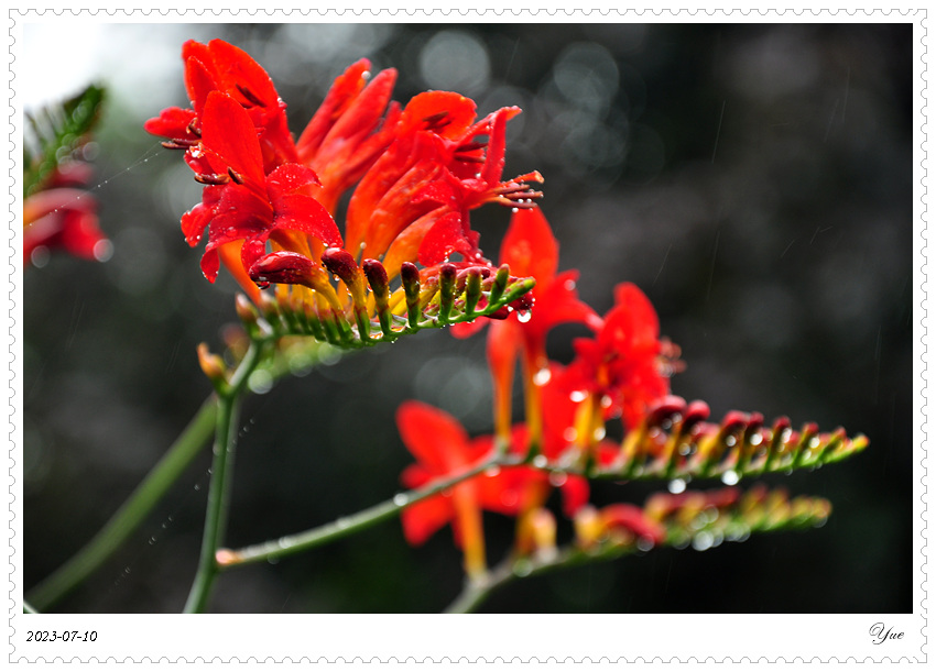 Crocosmia  Lucifer, ǻ