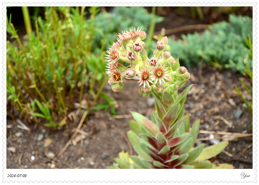 hens and chicks plant